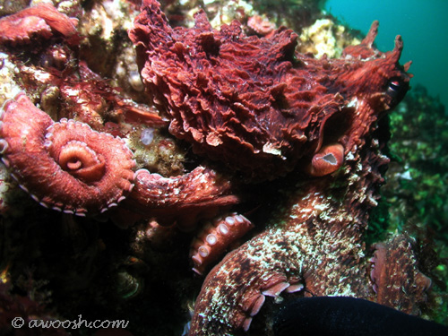 Giant Pacific Octopus