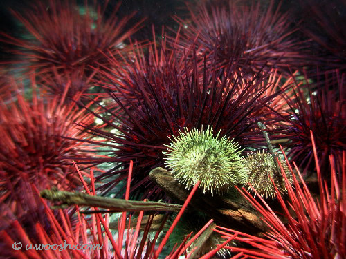 Urchin Field