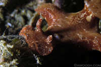 Ceratsoma gracillimum