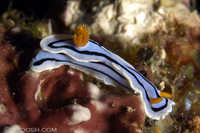Chromodoris lochi