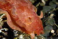 Hexabranchus sanguineus 2