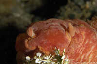 Hexabranchus sanguineus 3