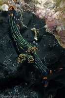 Nembrotha kubaryana 1