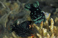 Nembrotha kubaryana & Nembrotha cristata