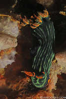 Nembrotha kubaryana 2