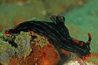 Nembrotha kubaryana 3