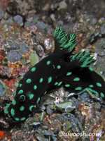 Nembrotha cristata