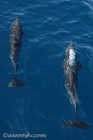 Dolphins off the Bow