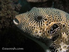 Highlight for Album: Australia Underwater - November 2005