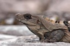 Iguana at Tulum