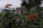 Flora & Ruins at Tulum