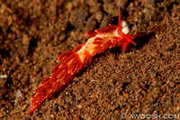 Unkonwn Nudibranch