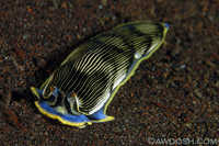Armina sp.