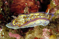 Chromodoris kuniei
