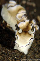 Glossodoris atromarginata
