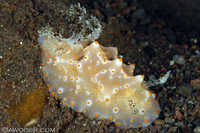 Halgerda batangas