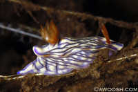 Hypselodoris nigrostriata Nudibranch