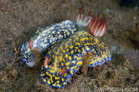 Hypselodoris obscura