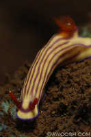 Hypselodoris whitei