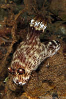Kentrodoris rubescens