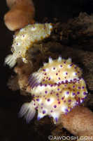 Mexichromis multituberculata 3