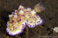Mexichromis multituberculata 2