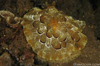 Pleurobranchus forskalii
