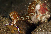 Pteraeolidia ianthina