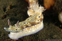 Risbecia tryoni