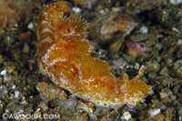 Ceratosoma trilobatum