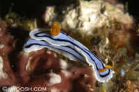Chromodoris lochi