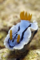 Chromodoris lochi
