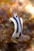 Chromodoris lochi