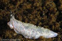 Dermatobranchus species D.