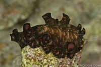 Unknown Flatworm