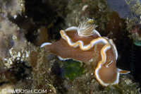 Glossodoris rufomarginata