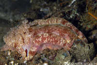 Hexabranchus sanguineus 1