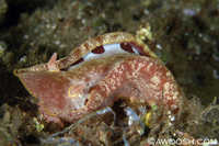 Hexabranchus sanguineus 2