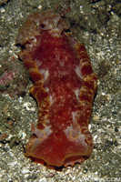 Hexabranchus sanguineus 3