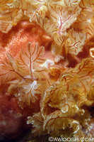 Hexabranchus sanguineus - gill detail