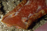 Hexabranchus sanguineus 4