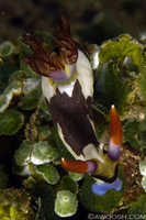 Nembrotha chamberlaini