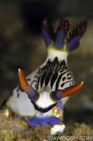 Nembrotha lineolata