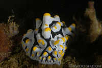 Phyllidia varicosa