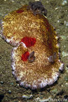 Platydoris cruenta
