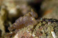 Pteraeolidia ianthina 1