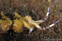 Pteraeolidia ianthina 2