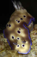 Risbecia tryoni 1