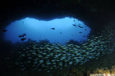 Highlight for Album: Banda Sea Diving