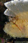 Scorpion Leaf Fish